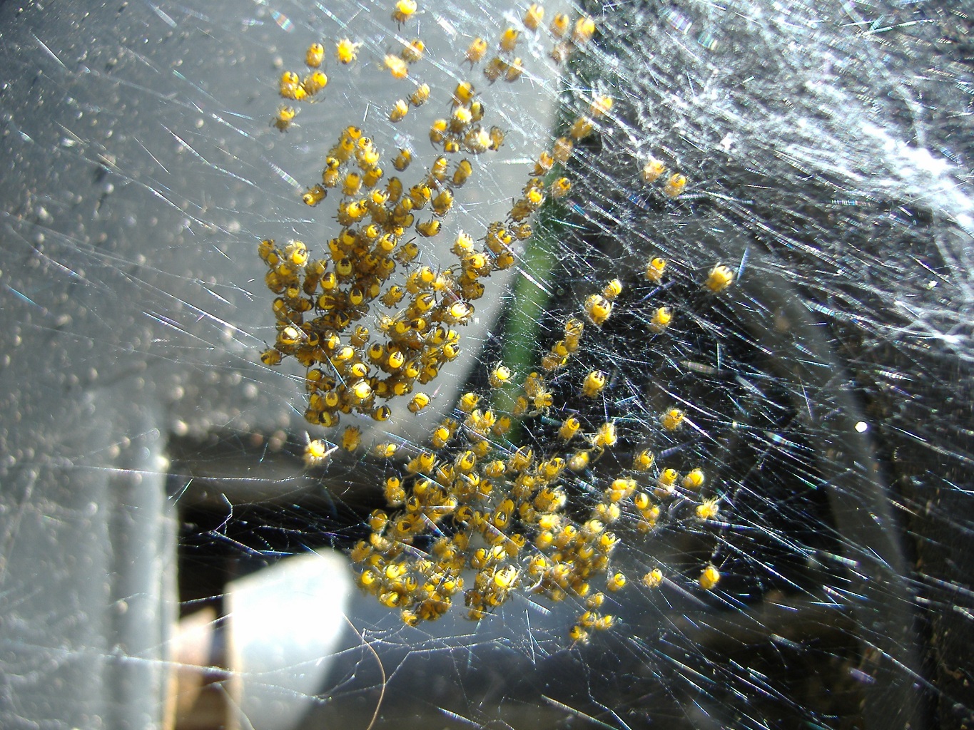 http://www.arksark.org/blog/wp-content/uploads/2010/05/Araneus-diadematus-Baby-European-Garden-Spiders.jpg
