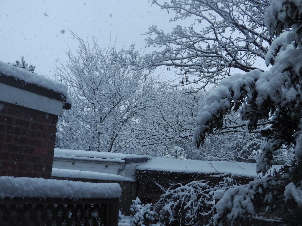 A Winter Wonderland in my back yard.